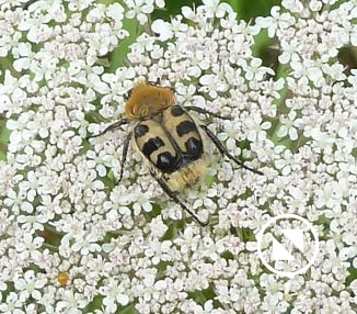 trichie fasciée