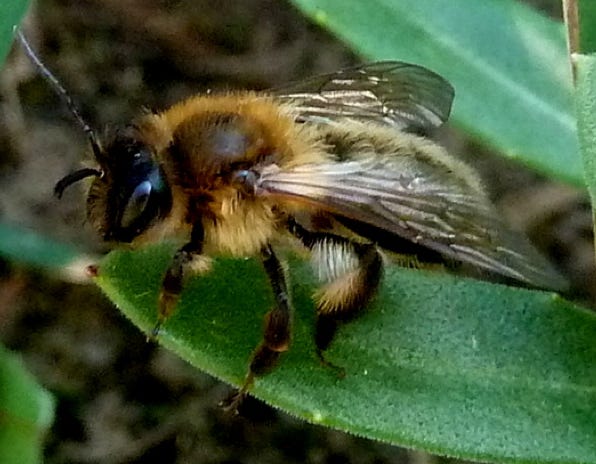 bombus-agrorum