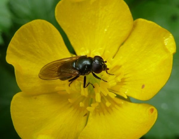 syrphide-melanostoma